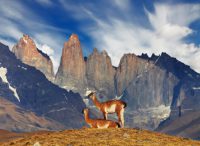 Patagonian Fauna as Art