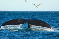 Whaling Stories in Patagonia