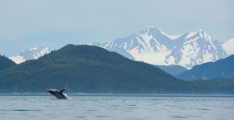 Whale at Glacier Bay