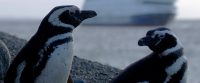 Magellanic Penguins in Chilean Patagonia