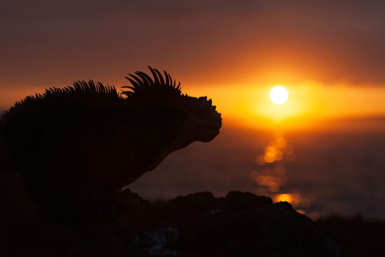 The Galapagos Islands