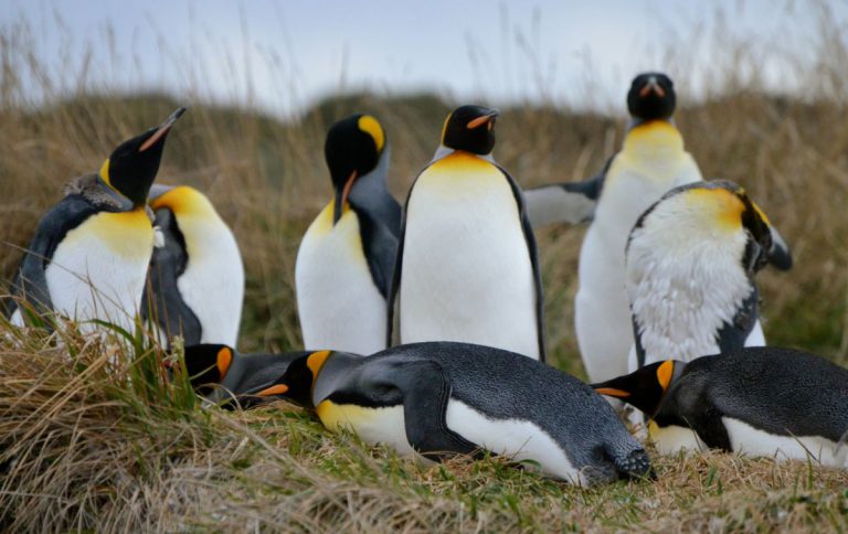 chile animals