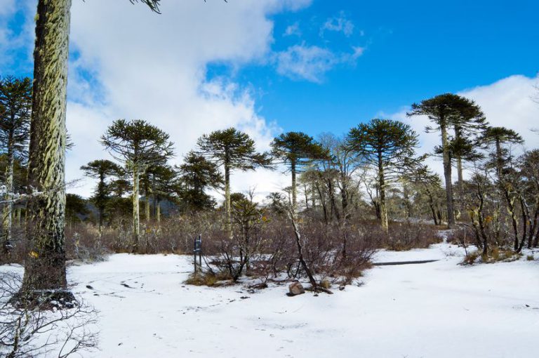 conguillio national park