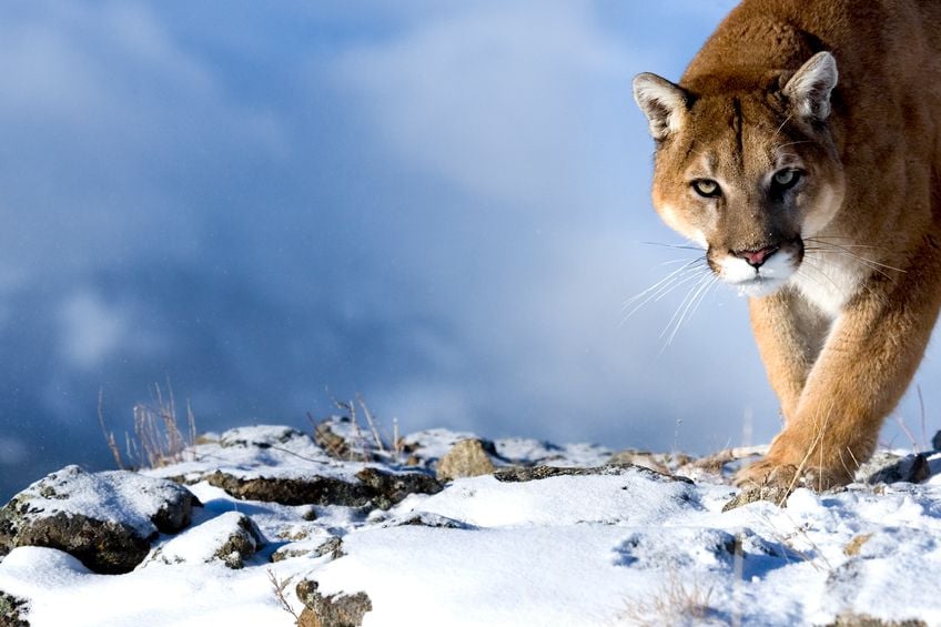 From Penguins to Pumas: 5 Chile Animals to Spot on Your Next Trip
