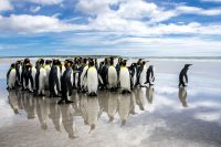 Falkland Islands Tourism: Unmissable Wildlife on the Islands