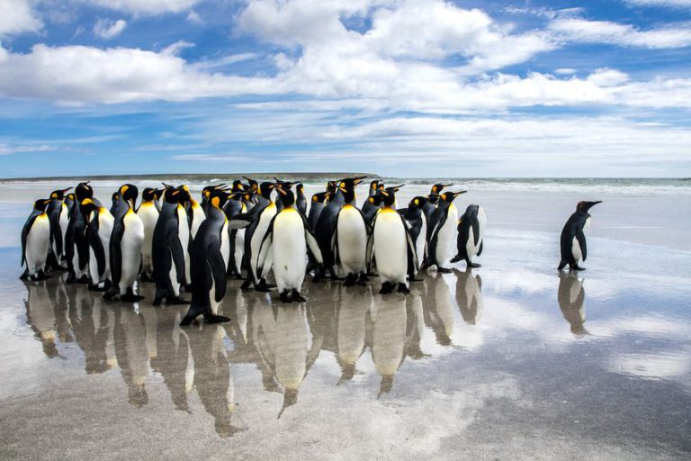 falkland islands tourism