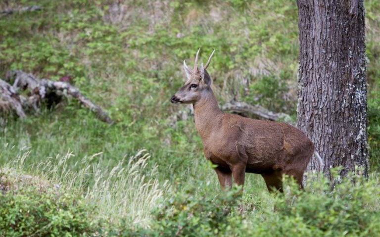 chile national animal