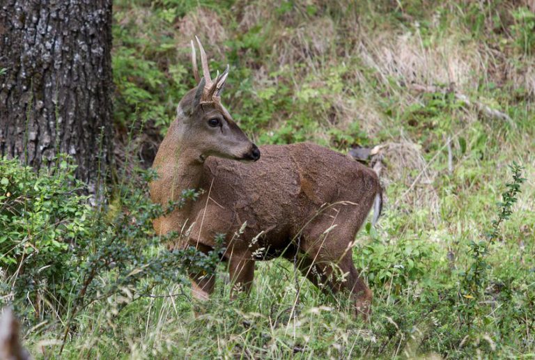 chile national animal