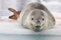 The Leopard Seal: Fun Facts on this Southern Ocean Predator