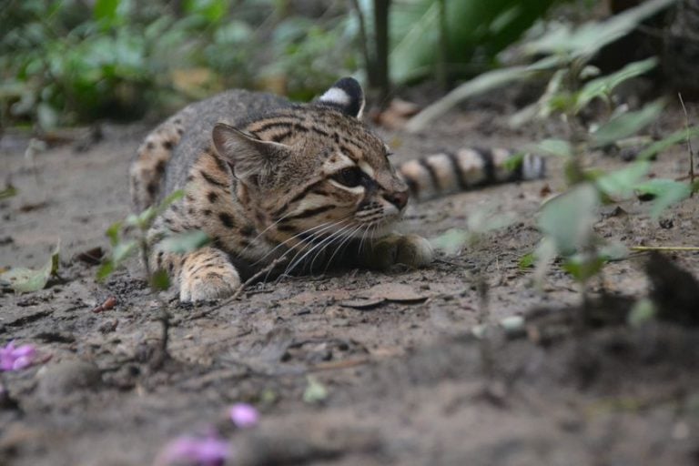 argentina wildlife