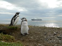 Isla Magdalena: Chile’s Most Important Magellanic Penguin Colony