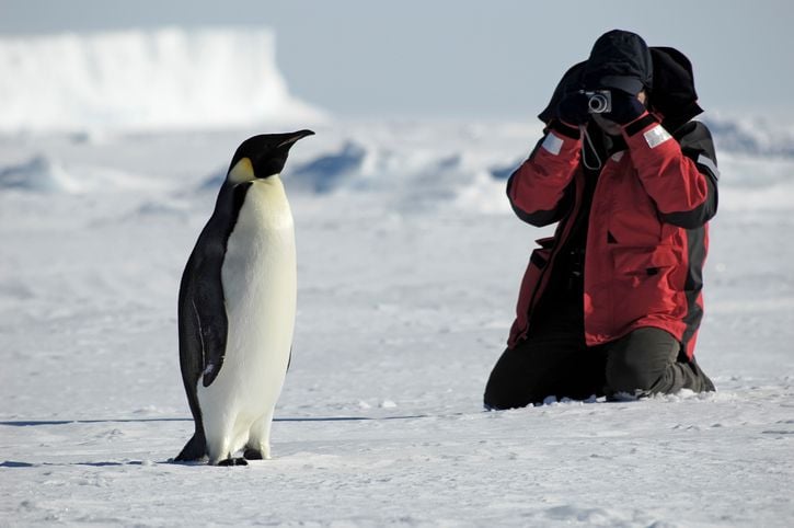 penguin adaptations