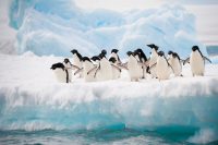 How Long Do Penguins Live and Other Important Facts