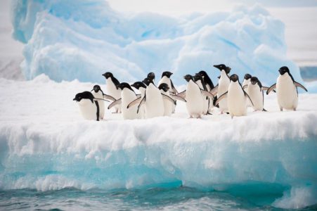 how long do penguins live