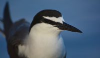 The Sooty Tern and its Role in Easter Island’s Birdman Ceremony