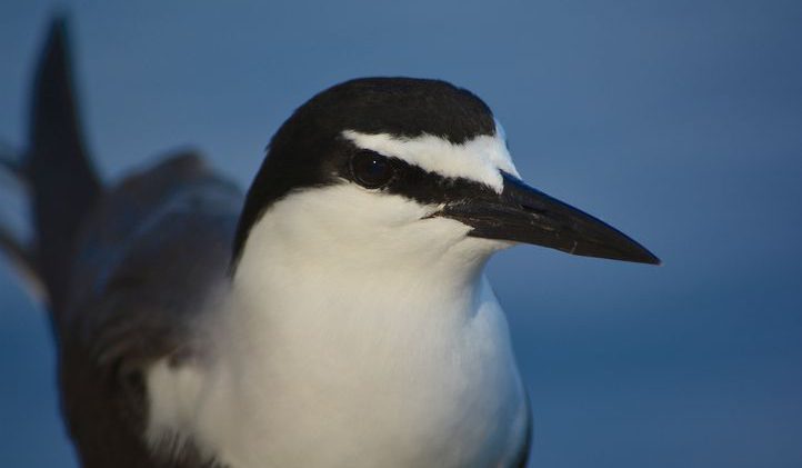 sooty tern