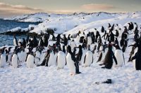 Penguin Adaptations for Survival in Antarctic Climates