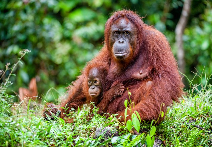 borneo species