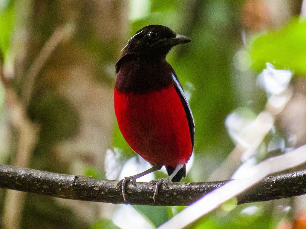 blackcrowned pitta