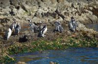 Top Places For Chile Wildlife Watching And When To Visit