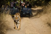 The Complete Beginner’s Guide to the Best Indian National Parks