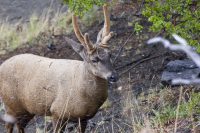 Taruca: Facts And About The North Andean Huemul