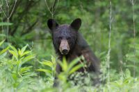 Black Bears, Puffins and Polar Bears: 7 Fascinating Quebec Animals