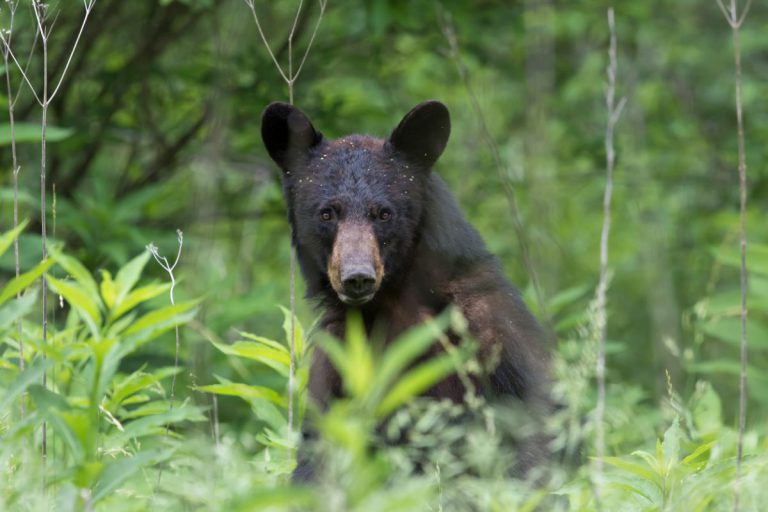 quebec animals