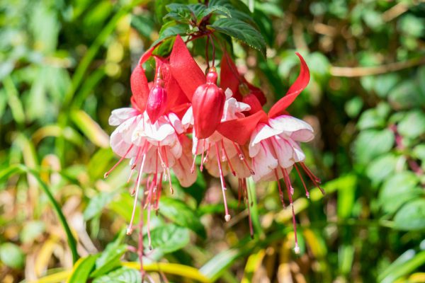 patagonia flower