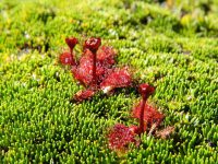Drosera Uniflora and Carnivorous Plants From Around the Globe