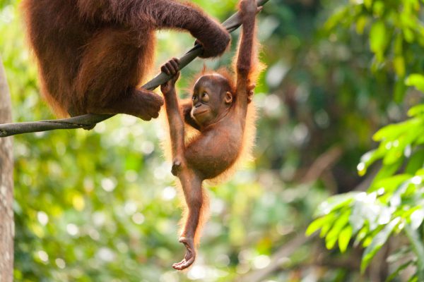 orangutan holidays