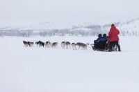 Ever Heard of A Husky Safari? Here’s 6 Things You Need to Know