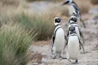 8 Fast Facts About Patagonian Penguins