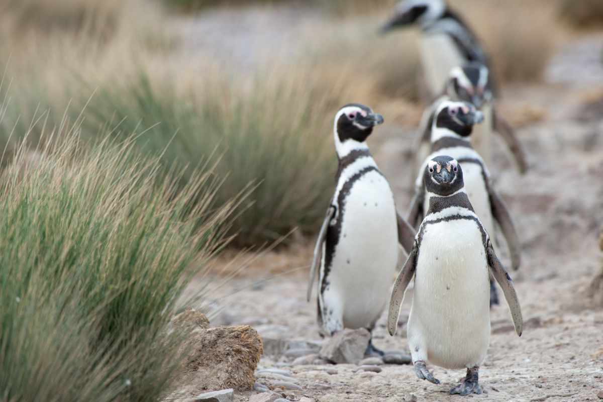 æggelederne ristet brød Andet 8 Fast Facts About Patagonian Penguins