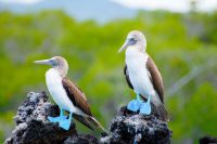 Best Places For Birding in South America