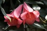 The Chilean Bellflower: 5 Facts about the Beautiful Lapageria Rosea