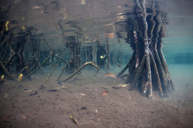 Visiting the Stunning Black Turtle Cove