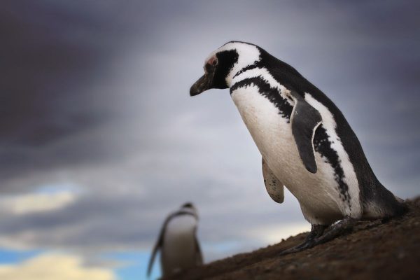 punta arenas penguin