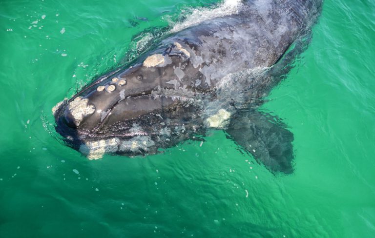 whale watching patagonia