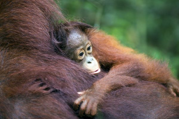 orangutan holidays