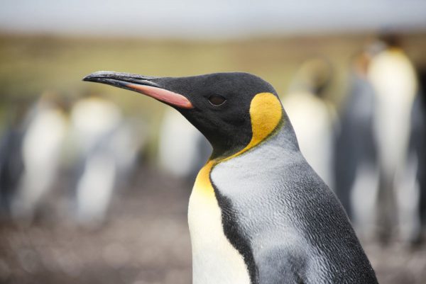 punta arenas penguin