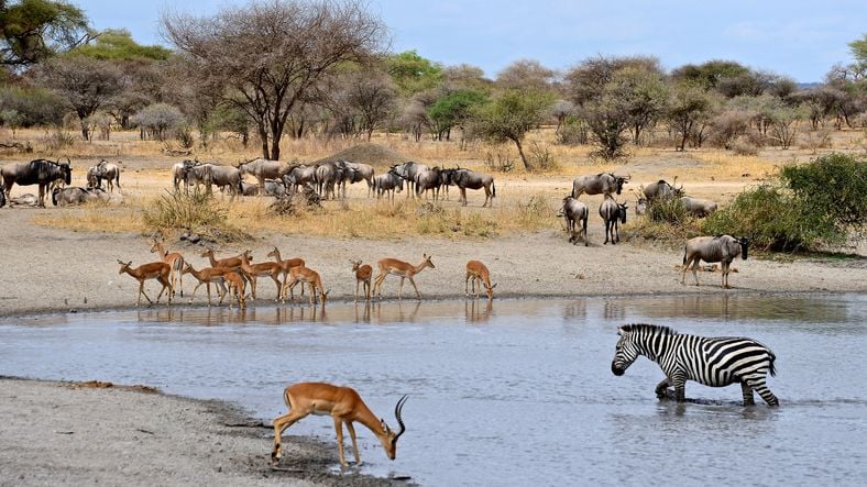 safari masai mara