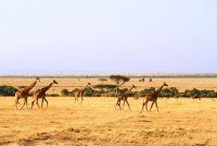 Best Times to Take A Safari in Maasai Mara National Reserve, Kenya