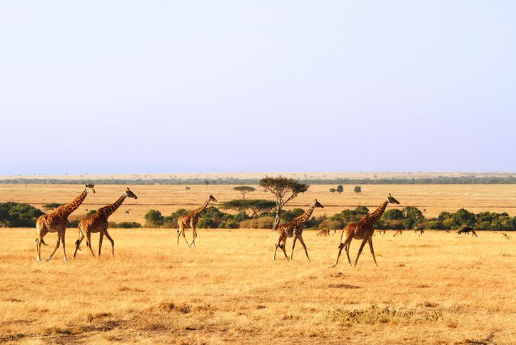 safari Maasai Mara