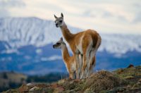 What Do Guanacos Eat and 5 Other Facts About This Wild Camelid