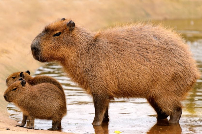 The largest South American rodent you've never heard of