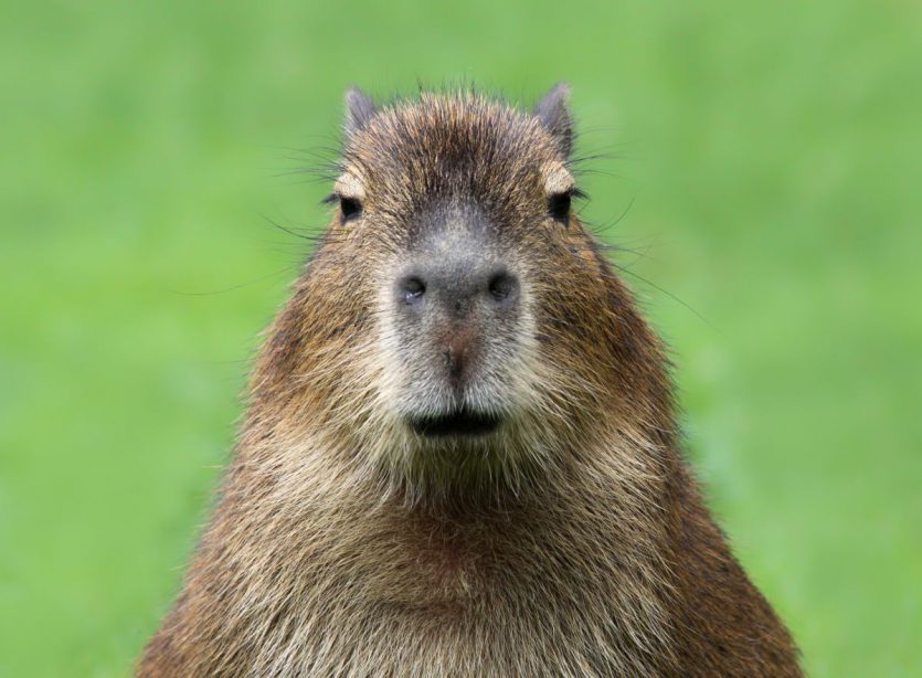 south american rodent