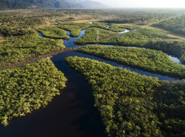 amazon rainforest biodiversity conservation