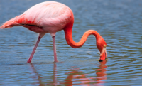 5 fun facts about Galapagos islands flamingos