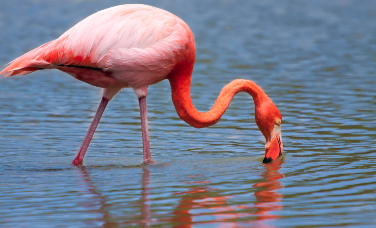 galapagos islands flamingos